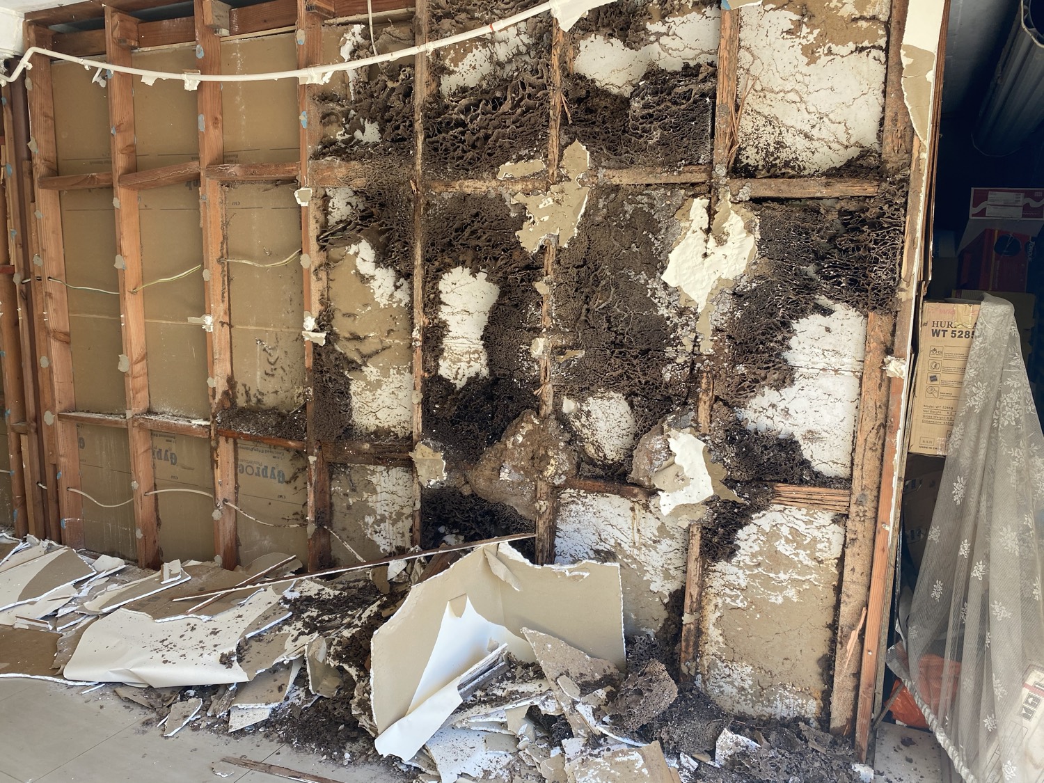 Termite damage exposed in a wall cavity