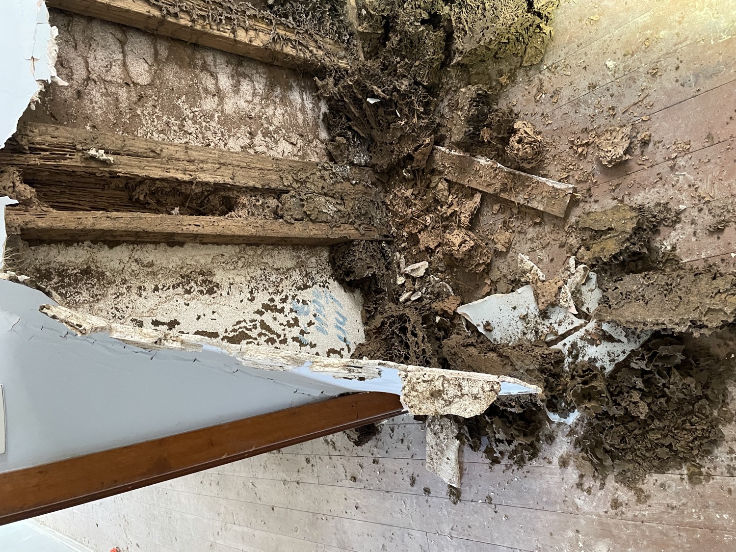Termite damage to timber