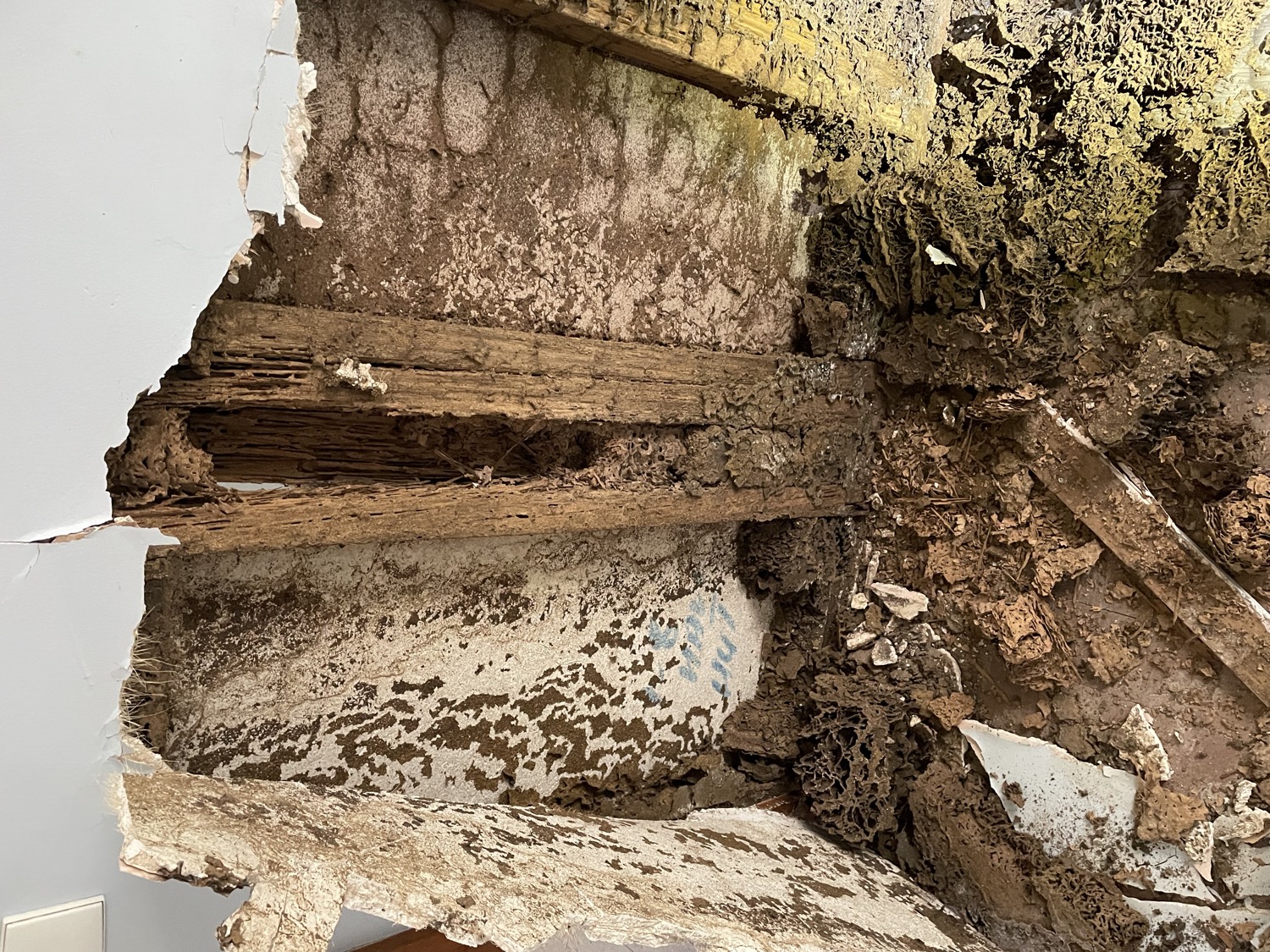 Active termite workings in a wall