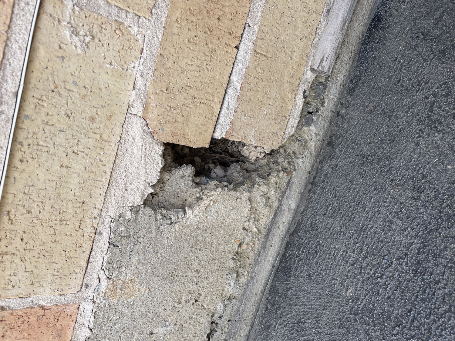 Termite damage close-up
