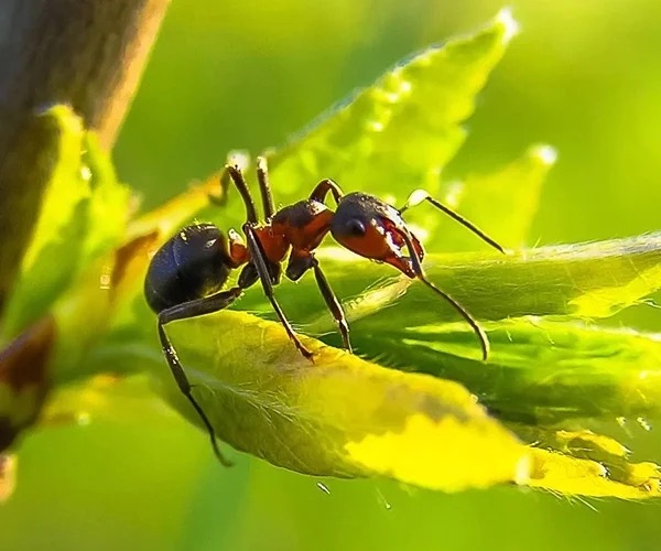 ants pest control in the Macarthur region