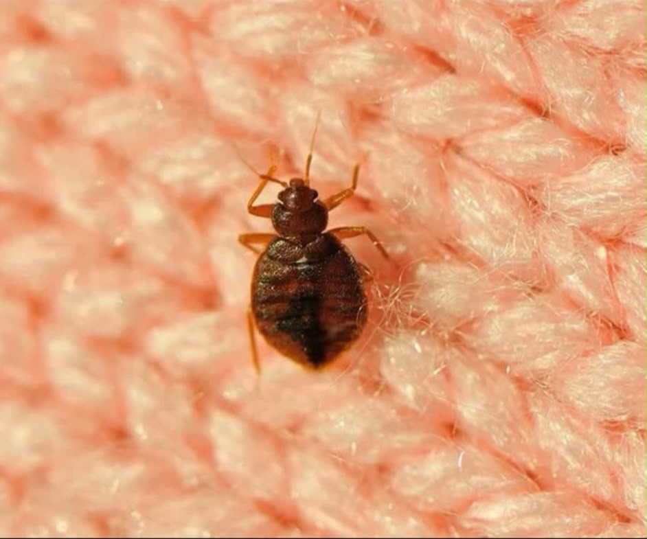 bed bugs pest control in the Macarthur region