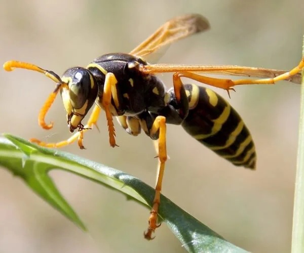 bees wasps pest control in the Macarthur region