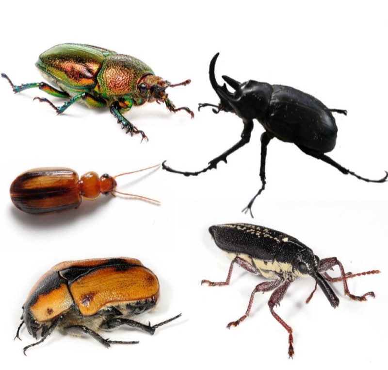 beetles pest control in the Macarthur region