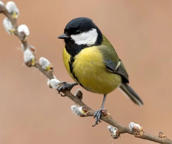 birds pest control in the Macarthur region