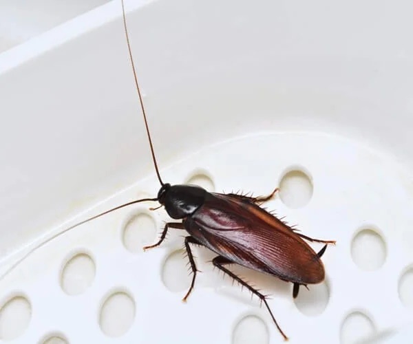 cockroaches pest control in the Macarthur region