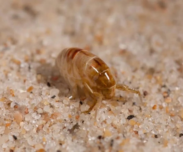 crickets pest control in the Macarthur region