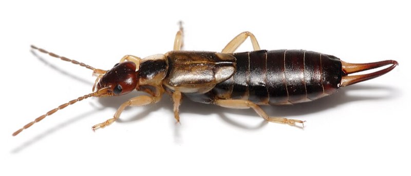 earwigs pest control in the Macarthur region