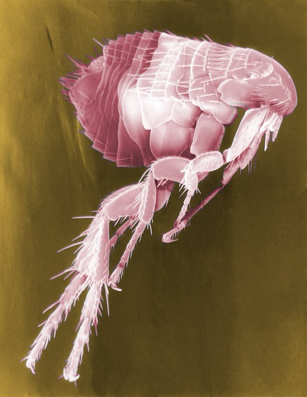 fleas pest control in the Macarthur region