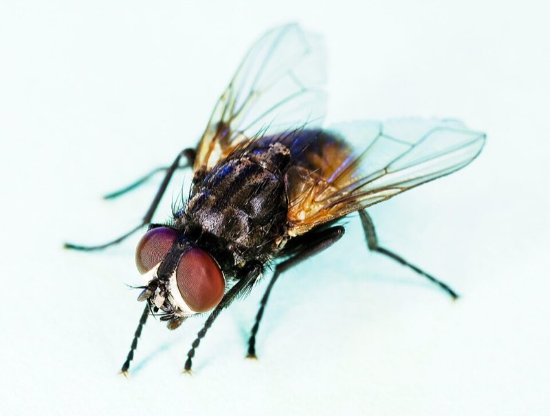 flies pest control in the Macarthur region