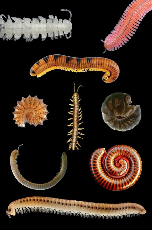 millipedes centipedes pest control in the Macarthur region