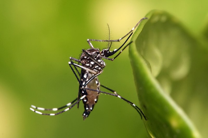 mosquitoes pest control in the Macarthur region