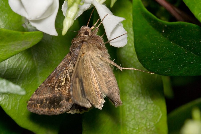 moths pest control in the Macarthur region