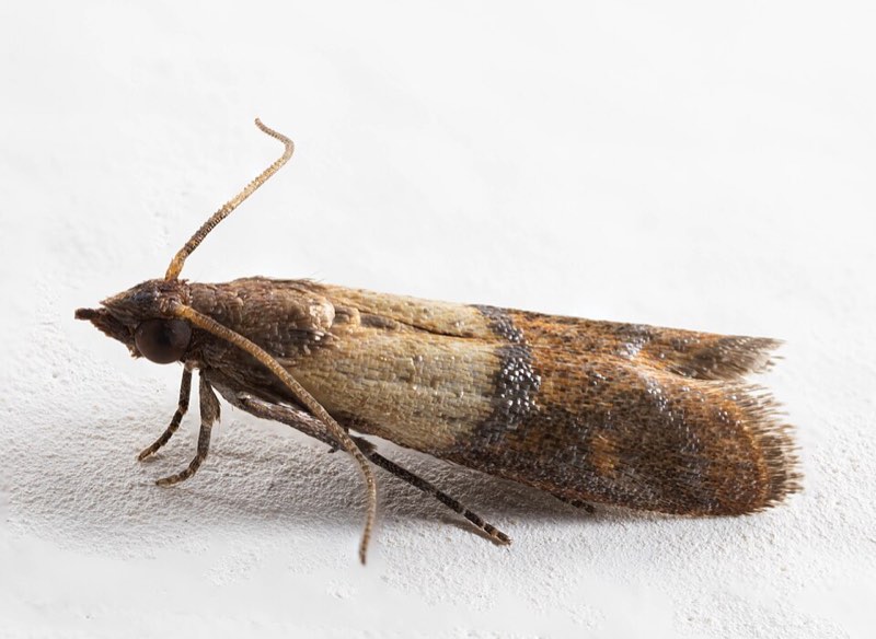pantry pests pest control in the Macarthur region