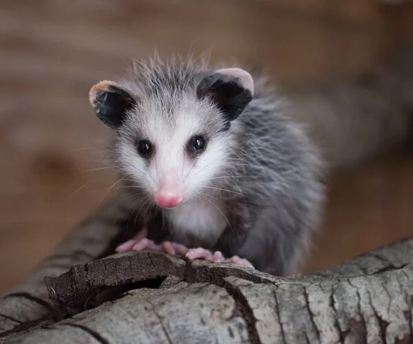 possums pest control in the Macarthur region