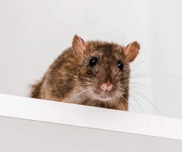 rodents pest control in the Macarthur region