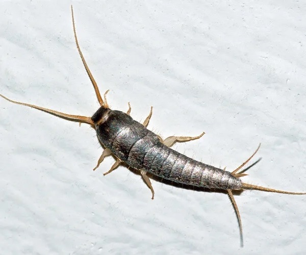 silverfish pest control in the Macarthur region