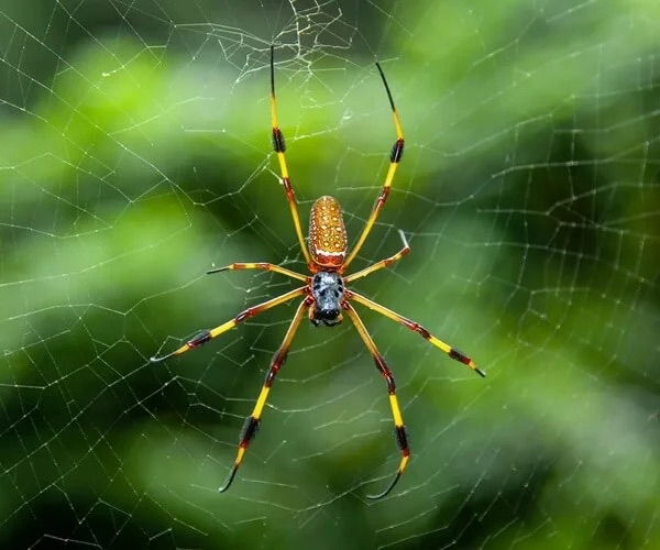 spiders pest control in the Macarthur region