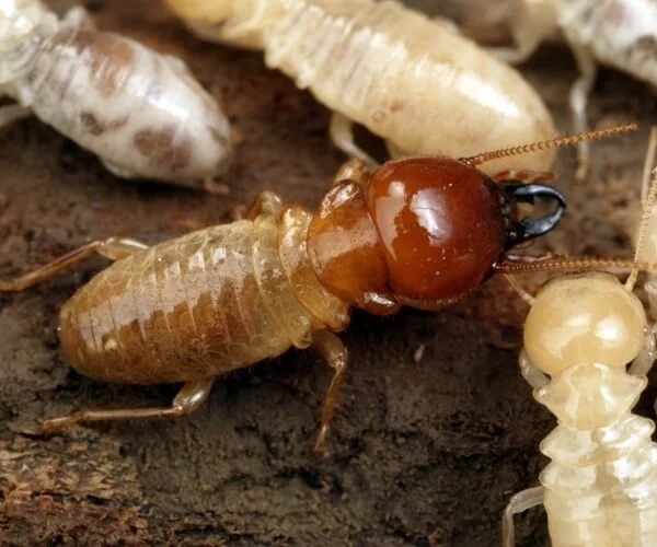 termites pest control in the Macarthur region