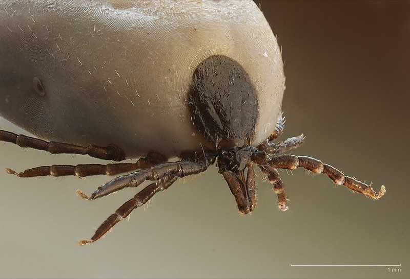 ticks mites pest control in the Macarthur region
