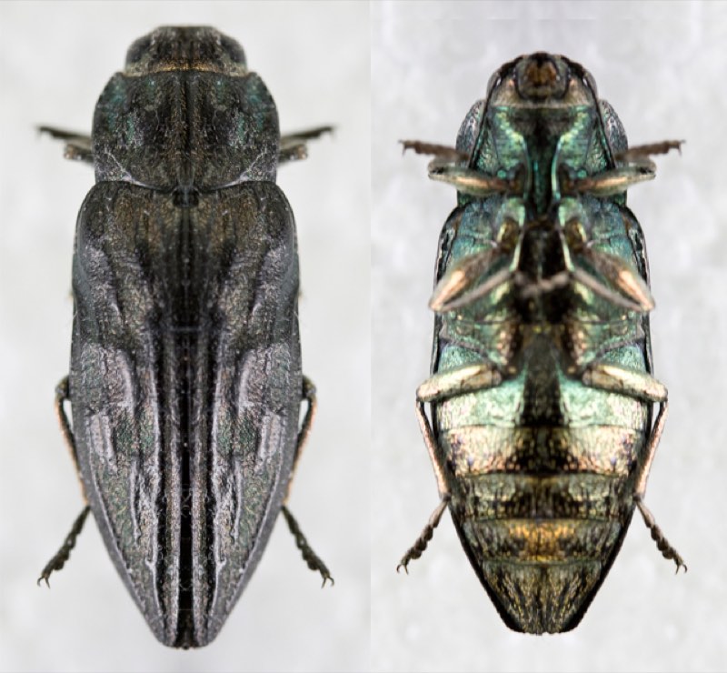 wood borers pest control in the Macarthur region